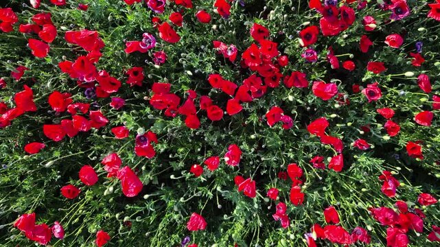 Aerial top view of red poppy flowers field blooming. Scenic landscape in summer. Natural beauty background, 4k