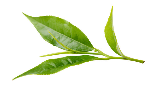 Isolated vibrant fresh green tea leaves on a branch with a young tender bud, natural healthy plant