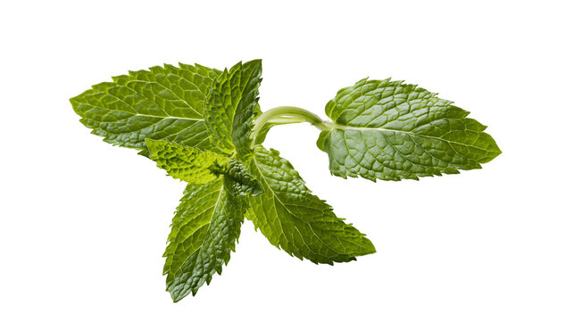 Isolated fresh green mint herb sprig with vibrant leaves, an aromatic culinary ingredient.