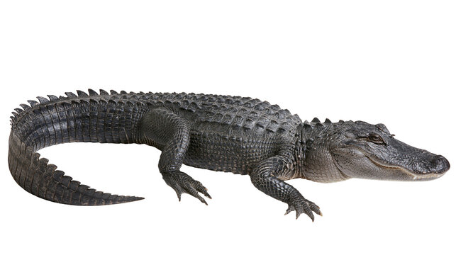 Isolated American alligator, side view of a large and powerful freshwater reptile with textured skin.