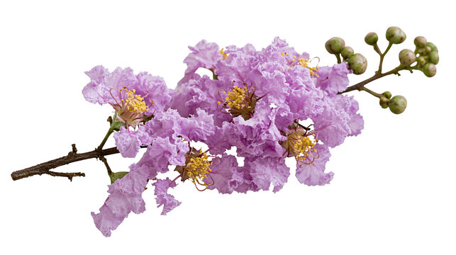 Isolated branch of vibrant purple crape myrtle flowers with delicate ruffled petals and green buds