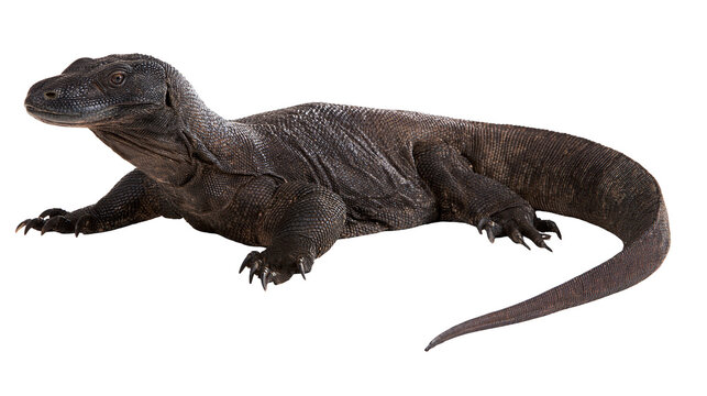 Isolated Komodo dragon, a large powerful and dangerous reptile with scaly skin, side view