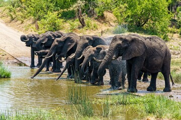 Group of elephants drinking water on a flooded ground during daytime © Tychique