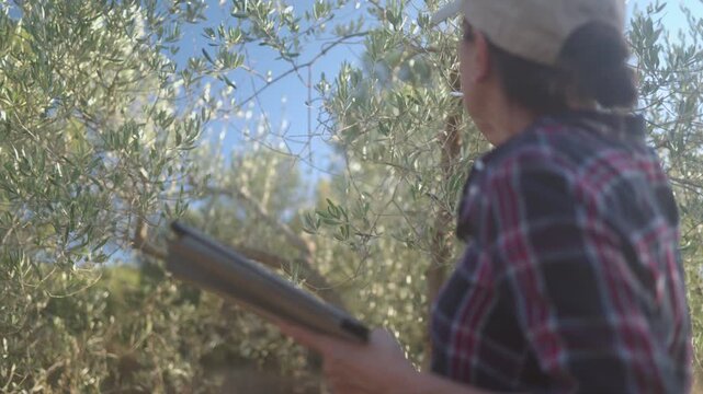 Agronomist inspecting olive tree branches and taking notes on a digital tablet, representing the use of modern smart farming technology in agriculture and crop management