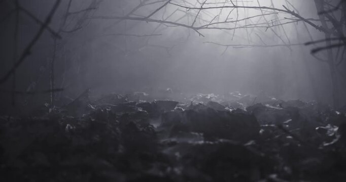 Clearing in the woods with a mysterious fog. Scary wilderness at filled with an eerie mist. Silhouette of bare branches with moonlight shining through the smoke creating a spooky haunted atmosphere.