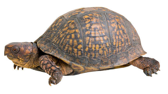 Isolated terrestrial box turtle with its beautiful brown and orange patterned shell and scaly skin