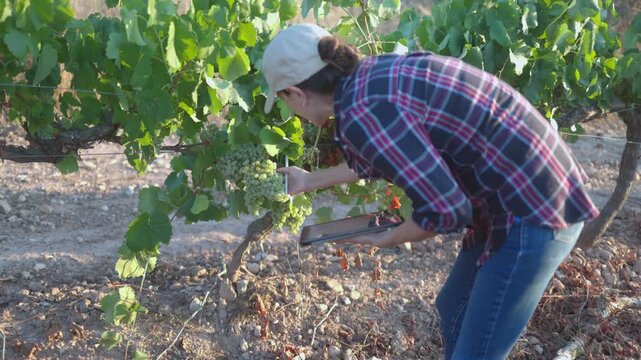 Female agronomist inspecting grapes with a refractometer and taking notes on a tablet, showcasing modern precision viticulture and quality control in a vineyard