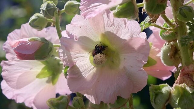 Bumblebee pollinating pink hollyhock flower slow motion