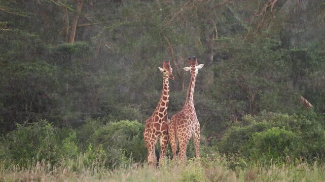 Video footage of African giraffes standing and moving through rain near Lake Nakuru in Lake Nakuru National Park, Kenya.