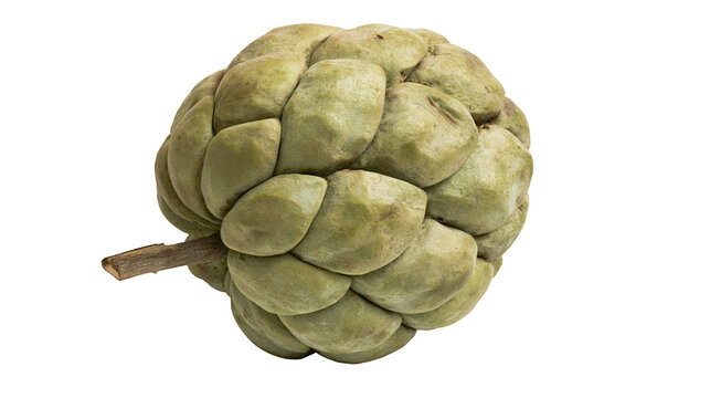 Isolated fresh ripe green custard apple, delicious tropical fruit with a small brown stem