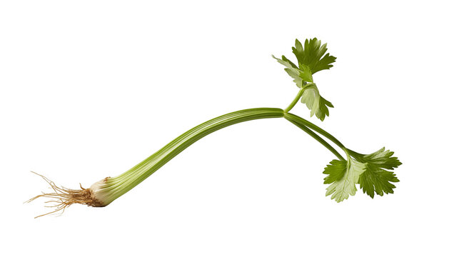 Isolated fresh green celery stalk with roots and vibrant leaves, natural organic vegetable food