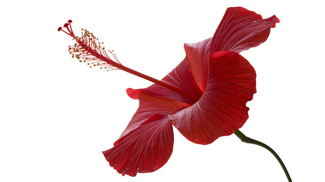 Isolated beautiful red tropical hibiscus flower with detailed stamens and pistil on stem