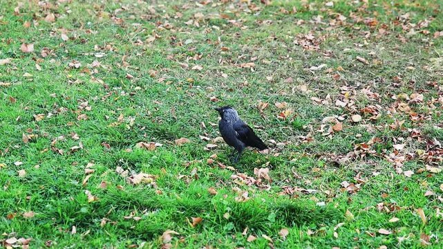 Western jackdaw bird walking on green grass