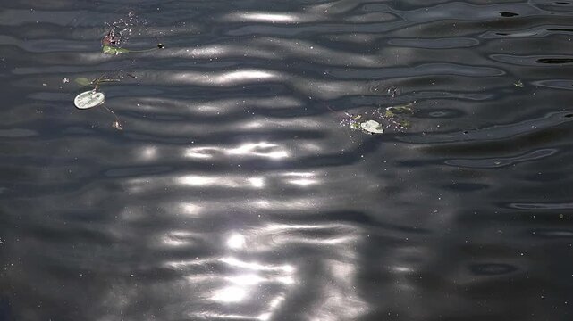 Sun glittering on a peaceful water surface