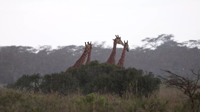 Video footage of African giraffes standing and moving through rain near Lake Nakuru in Lake Nakuru National Park, Kenya.