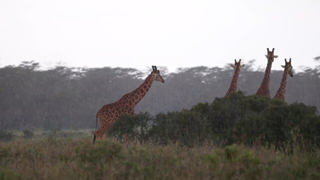 Video footage of African giraffes standing and moving through rain near Lake Nakuru in Lake Nakuru National Park, Kenya.