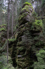Moss covered rock formation in a dense coniferous forest © Piotr