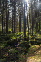Sunlight filtering through tall trees in a mossy forest © Piotr