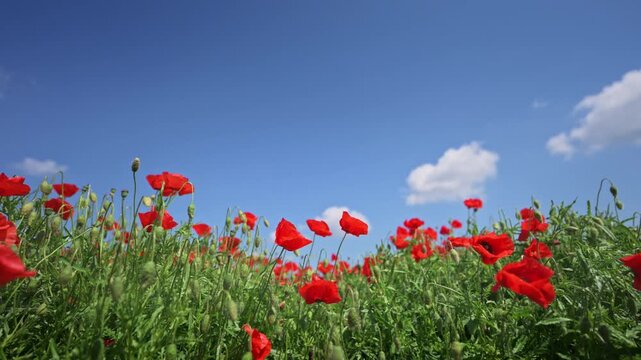 Wide low-angle shot of red poppy flowers growing in a sunny summer meadow.