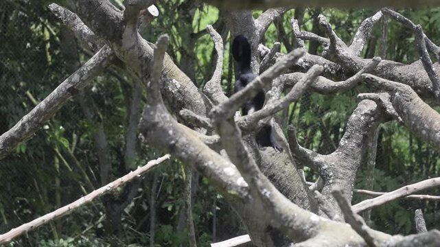 White Faced Capuchin Monkey Climbing Tree in Zoo Enclosure and drawing water from a hole in the tree