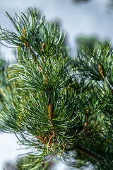 Leaves of Japanese White Pine (Pinus parviflora) © Hanjo Hellmann