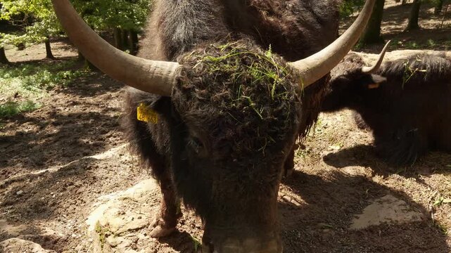 Close up of a yak cow resting in the forest on a sunny day