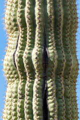 Closeup photo of a saguaro cactus trunk sridges, thorns, and undulating shape in the Arizona desert. © CaptureNature