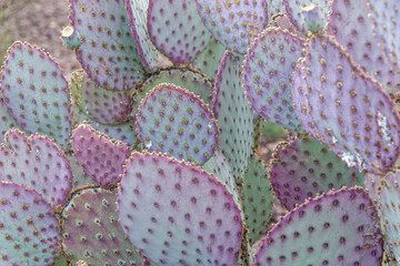 Close-up of a purple prickly pear cactus plant with pink and green pads in the Arizona Desert. © CaptureNature