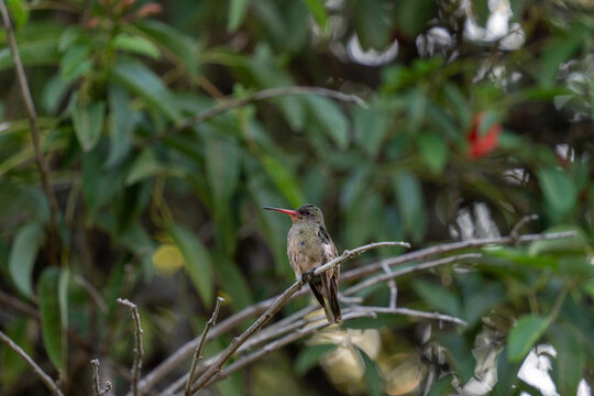 View of a small hummingbird with a red beak perched on a thin branch amidst lush green foliage in Colonia del Sacramento, Colonia Department, Uruguay.