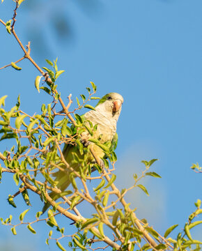 View of a monk parakeet perched on a leafy branch against a clear blue sky in Colonia del Sacramento, Colonia Department, Uruguay.