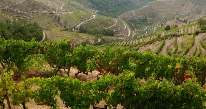 Terraced vineyards covering the hills of Portugal, illuminated by bright sunlight. Rows of grapevines create an agricultural landscape associated with viticulture, wine production, rural tourism.