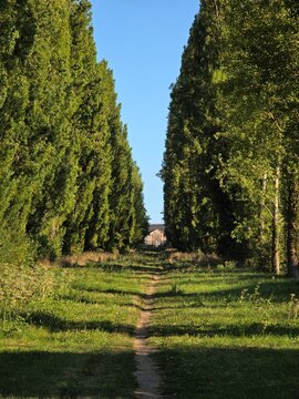 Une haie d'arbre menant vers un ch&acirc;teau