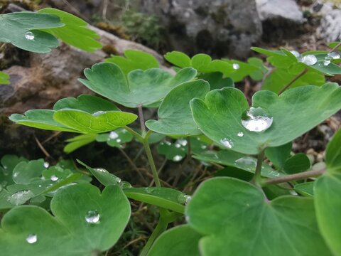 Gouttes d'eau en macro sur feuille hydrophobe