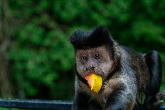 View of a capuchin monkey eating a piece of papaya in Tijuca National Park, Rio de Janeiro, Rio de Janeiro, Brazil.