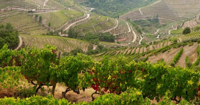 Terraced vineyards covering the hills of Portugal, illuminated by bright sunlight. Rows of grapevines create an agricultural landscape associated with viticulture, wine production, rural tourism.