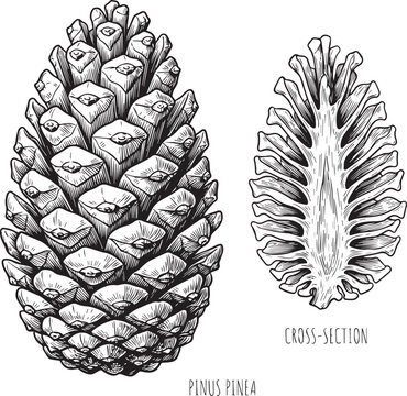 Hand drawn illustration of pinus pinea pine cone and its crosssection winter
