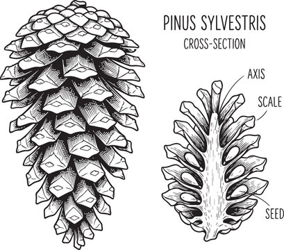 Hand drawn pine cone and crosssection of pinus sylvestris botanical illustration winter