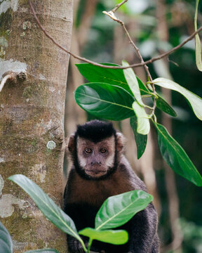 View of a capuchin monkey perched near a tree trunk in the lush forest of Tijuca National Park in Rio de Janeiro, Rio de Janeiro, Brazil.