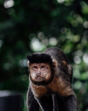 View of a capuchin monkey in Tijuca National Park with dark fur and expressive eyes against a blurred green forest background Rio de Janeiro, Rio de Janeiro, Brazil.