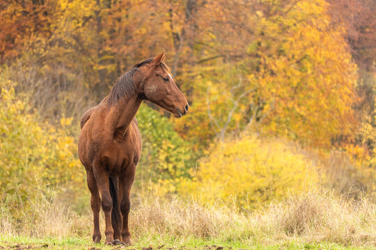 Pferd i am bunten Herbstwald