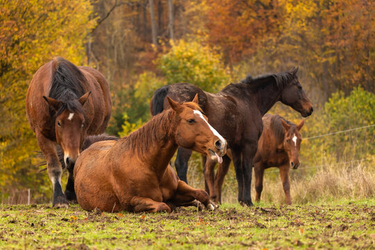 Pferd i am bunten Herbstwald