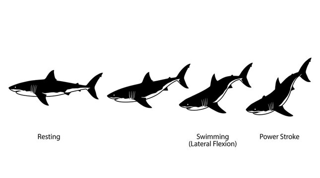 Shark swimming motion sequence silhouette with scientific labels.