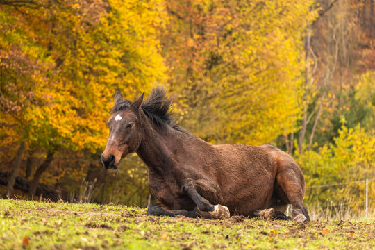 Pferd w&auml;lzt sich im Herbst