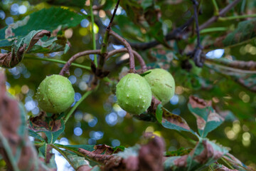 Fototapeta premium Green Horse Chestnuts (Aesculus hippocastanum) Growing on Tree, Spiky Young Fruits, Botanical Close-Up and Seasonal Nature Concept