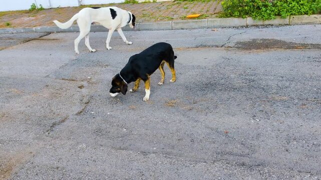 Homeless Stray Dog Licking Food Directly Out of Tin Can Container on Suburban Asphalt Street, Stray Animals and Domestic Pets Concept Stock Video