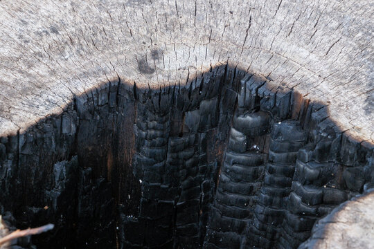 Hollow Tree Stump Burned from the Inside, Charred Wood Texture, Fire Damage and Natural Decay Concept