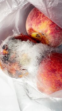 Moldy peaches in plastic bag reflecting food spoilage and waste
