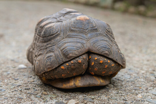 Tortoise Front View Retracted into Shell on Gravel