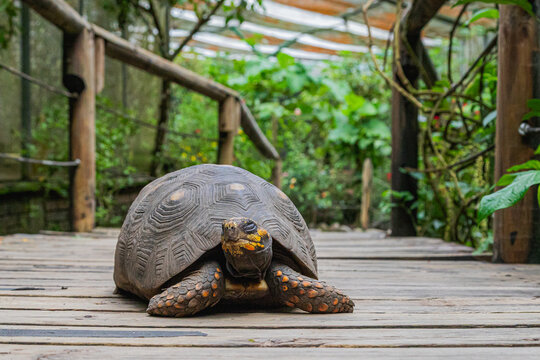 tortoise Walking on Wooden Deck in Butterfly Garden