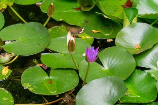 Close-up view of a purple water lily blooming among green lily pads and closed flower buds in a pond